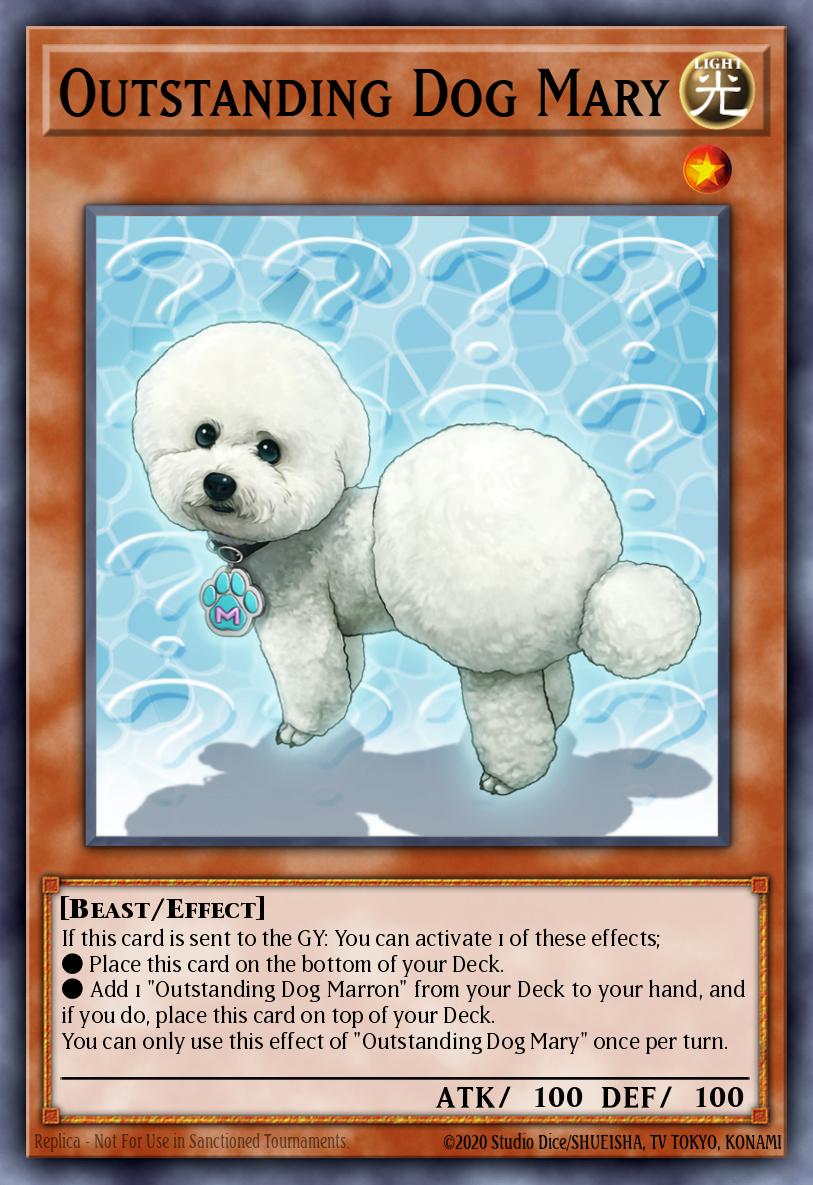 Perro Mary Excelente